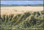 Cambrai-01638.jpg