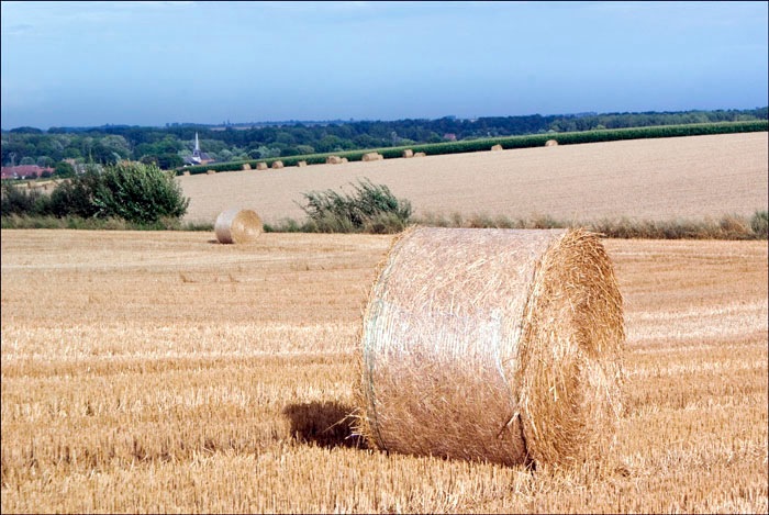 Loading Image