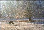 DSC01817-Modifier.jpg