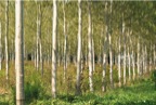 chardons-02411-copie.jpg