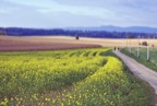 DSC00650-copie.jpg