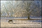 DSC01817-Modifier.jpg