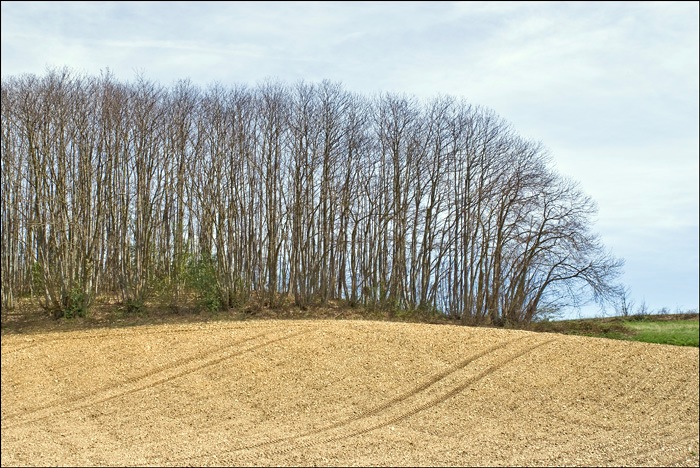 Loading Image