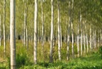 chardons-02411-copie.jpg